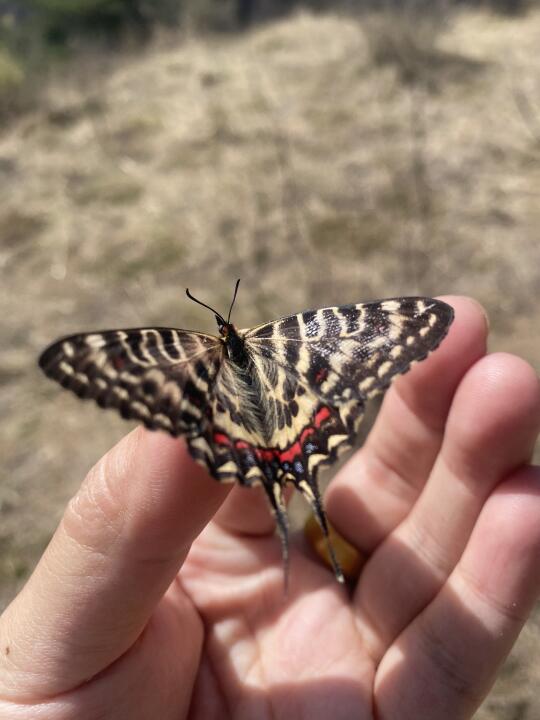 看到了一只雌性丝带凤蝶
