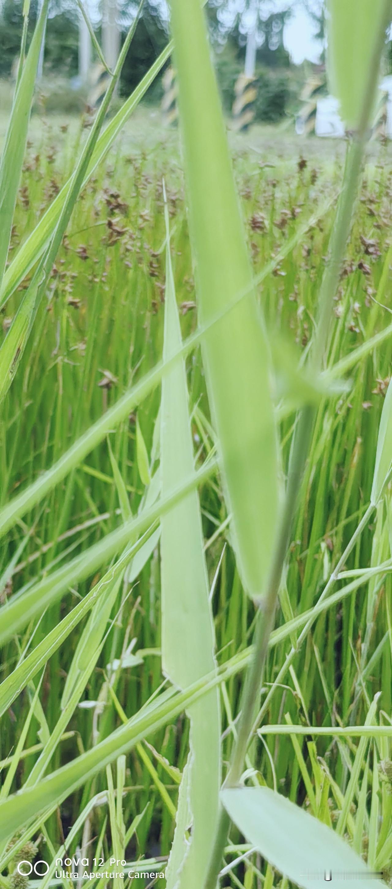 热爱生活，热爱大自然美妙馈赠。温柔生活态度 生活认真且热烈 生活这点爱好 热爱的