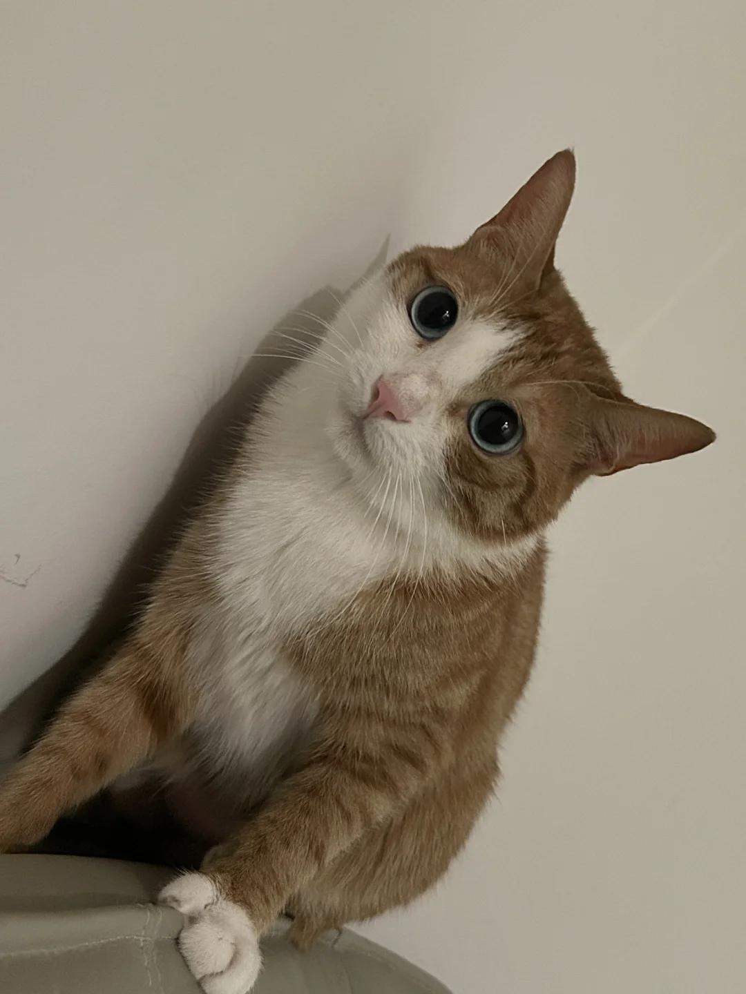 就你！停下来看我的蓝眼橘咪！