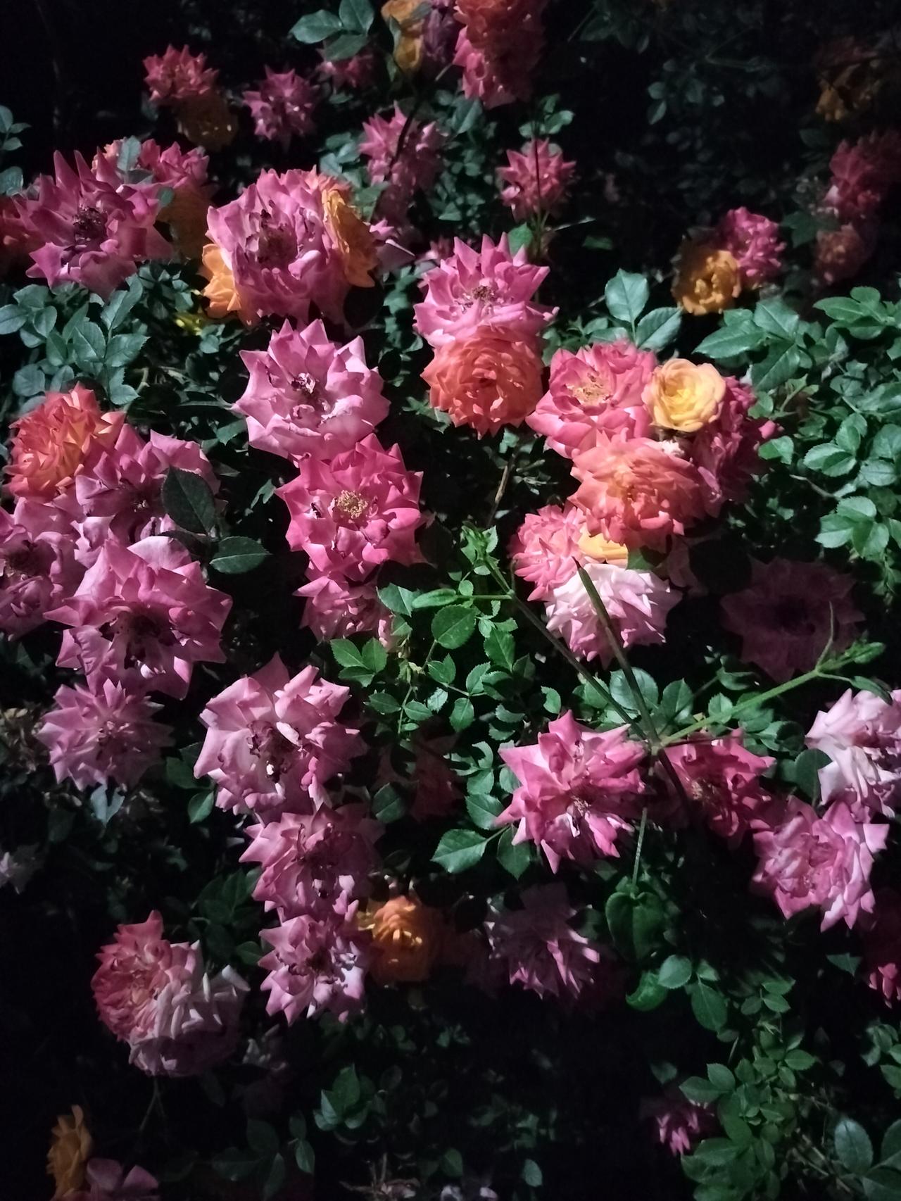 我认为短剧，短剧拍摄成本低，叙事速度快，还是比较合理的，大家比较爱看。