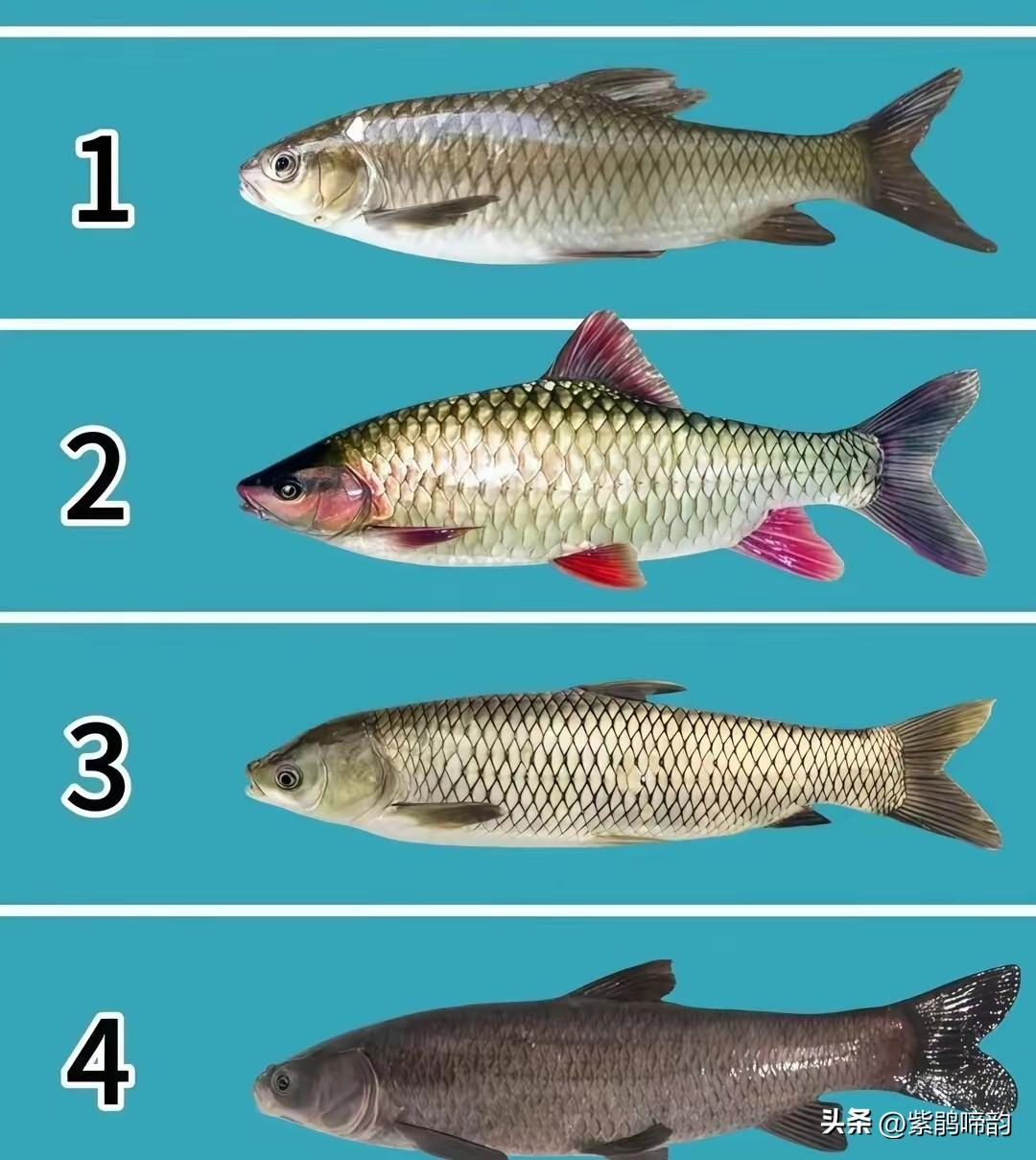 这4种鱼，谁能把它们的名字都叫出来吗？看看你的眼光如何。