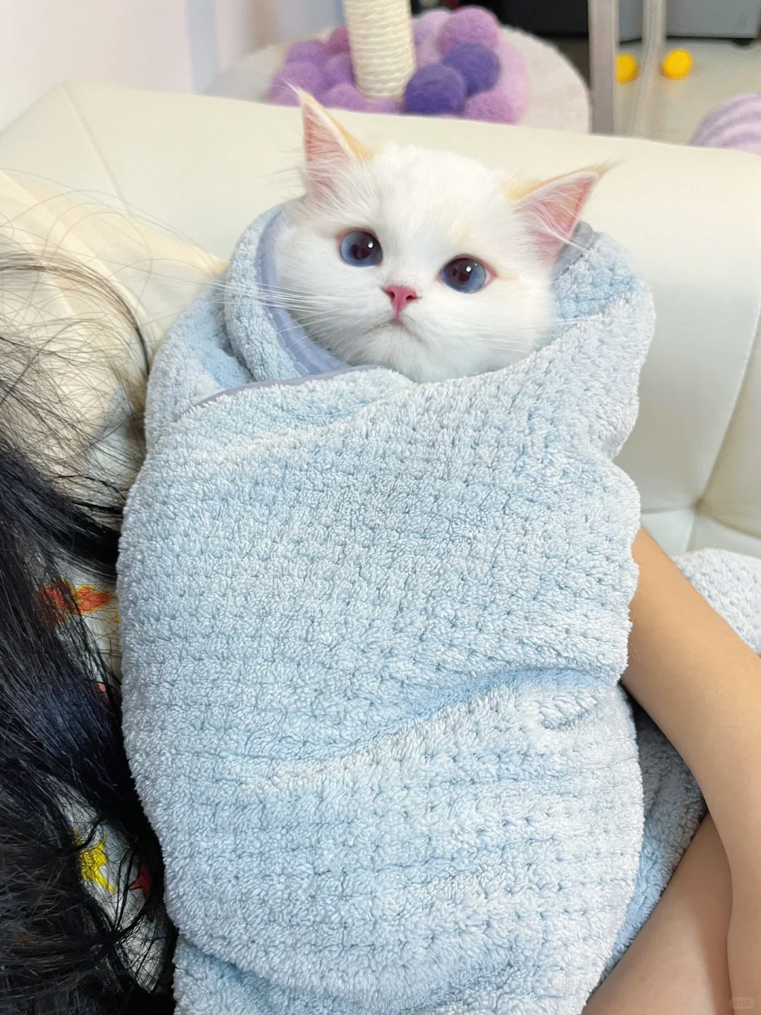 救！有谁看见我的女鹅了吗？！！