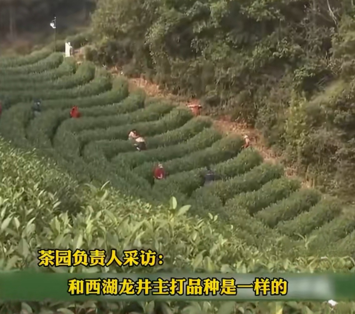 千元杭州龙井已卷进奶茶赛道三千一斤的龙井做奶茶，有人说奢侈，但喝着是真香啊。好不