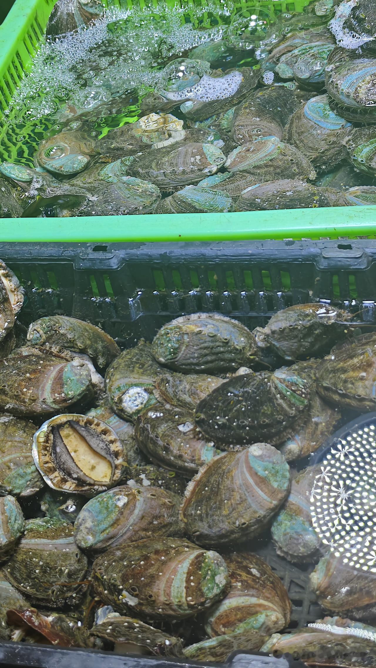 内陆朋友快看！青岛活鲍鱼长这样
 
一提青岛海鲜，海参鲍鱼必上榜，可内陆小伙伴大