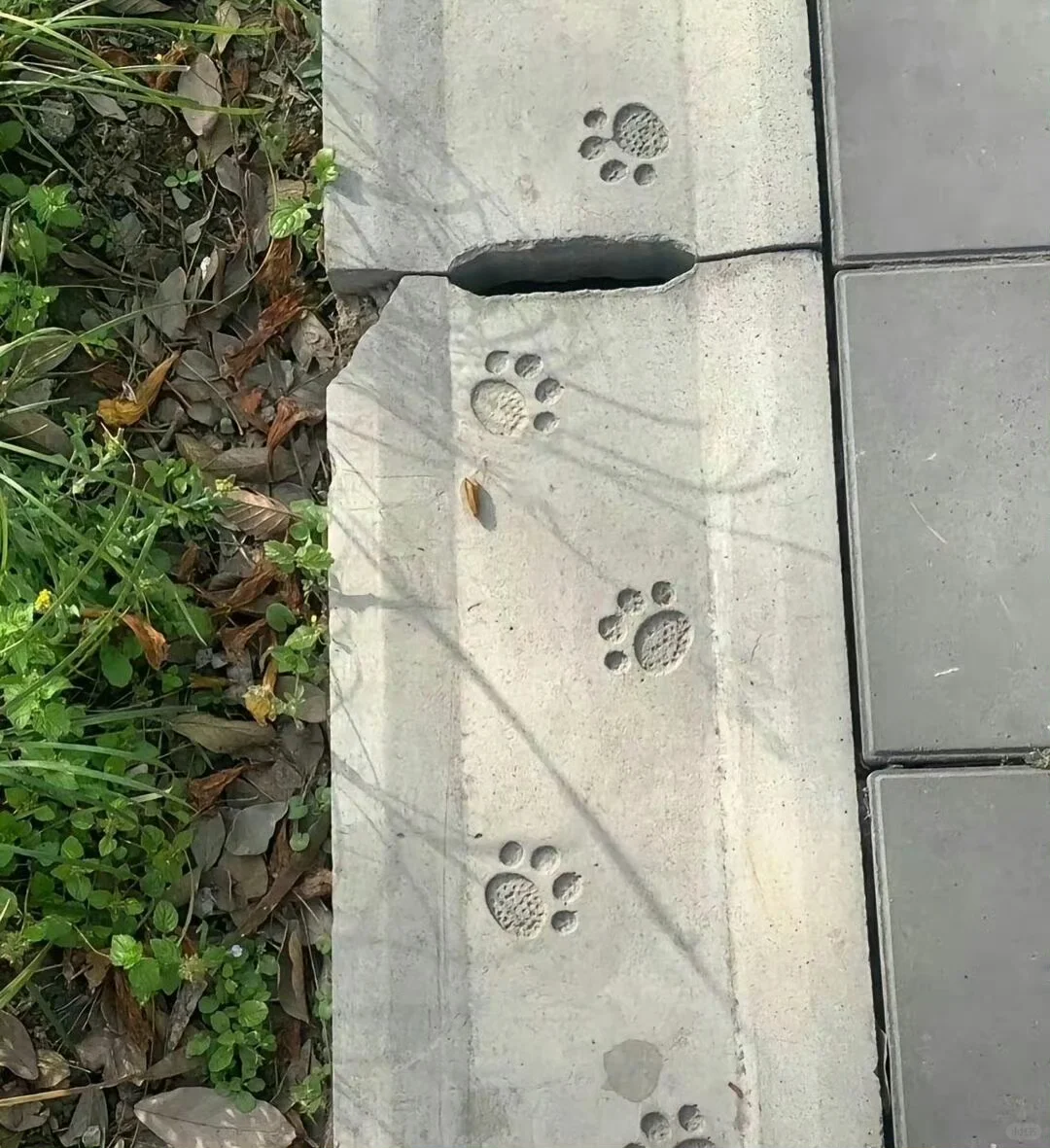 🐾