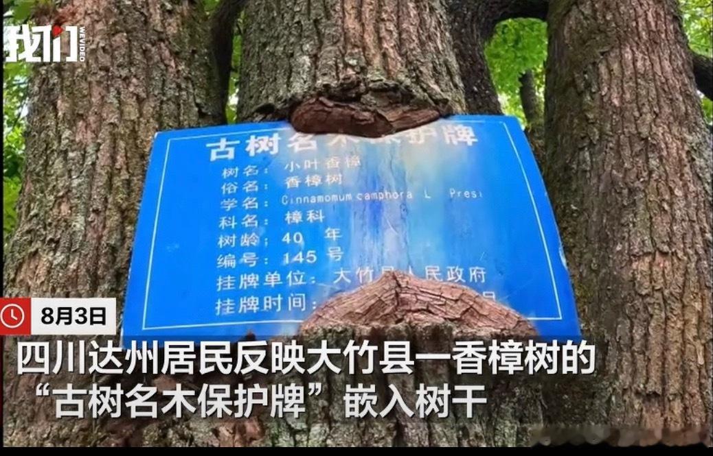 四川达州一香樟树保护牌嵌入树干去四川大竹旅行时，在当地看到一棵香樟树的“古树名木