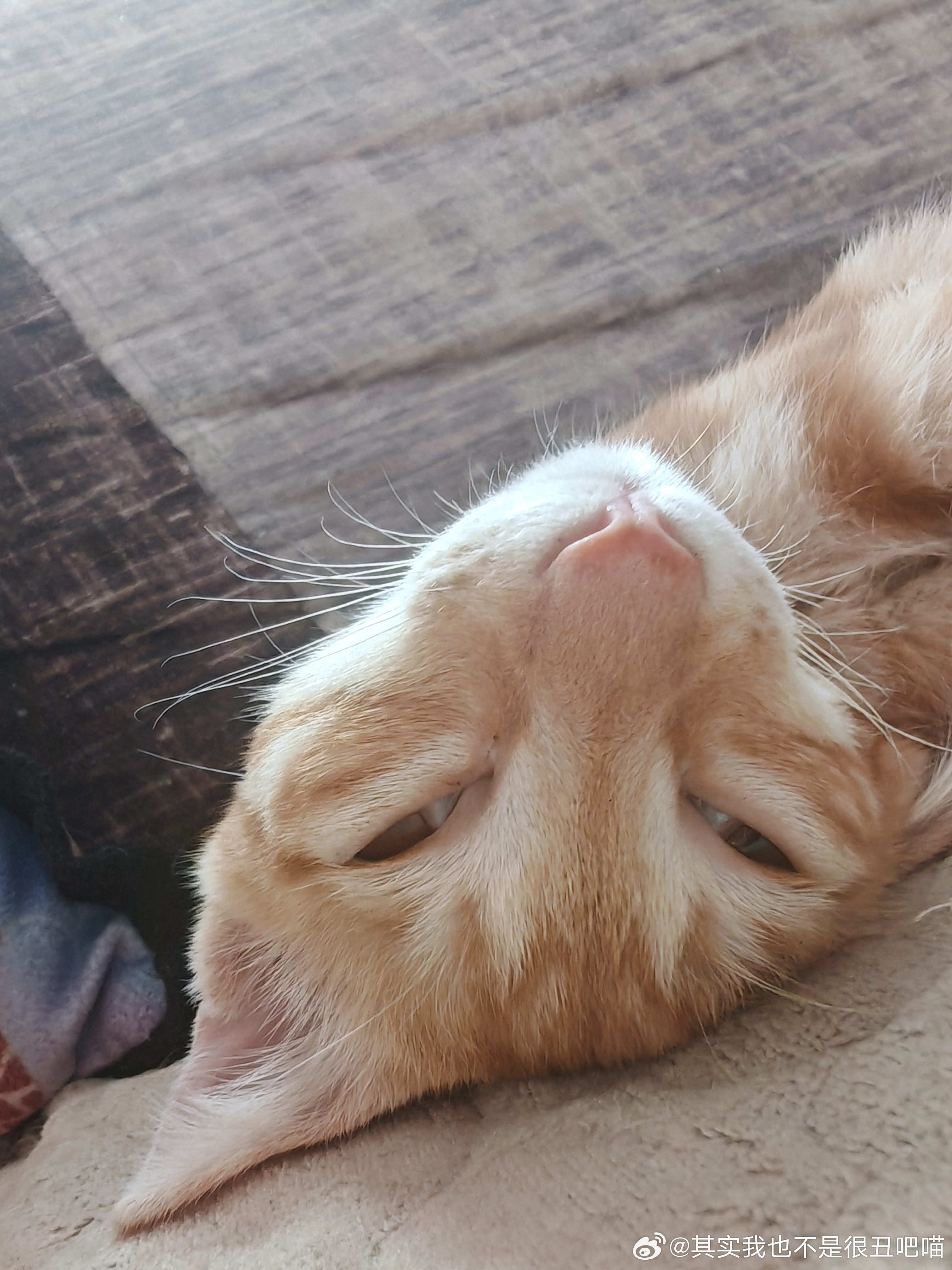49360【丑猫】睡着了