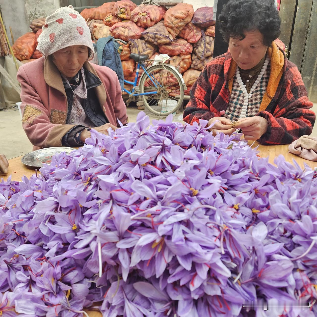 国产藏红花头茬货正在采摘，有需要的可以下单了
国产精品藏红花