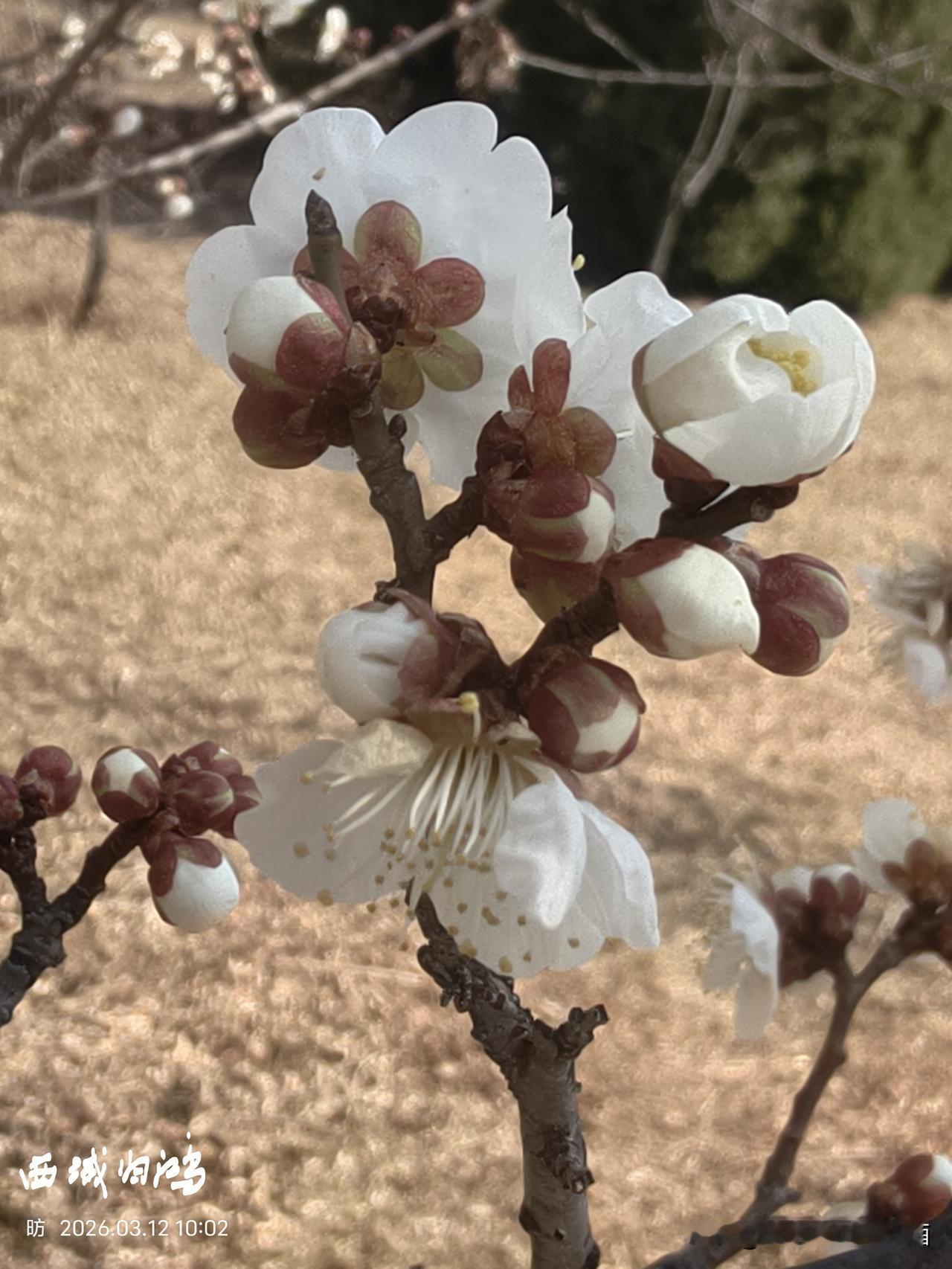 山杏枝头春意闹