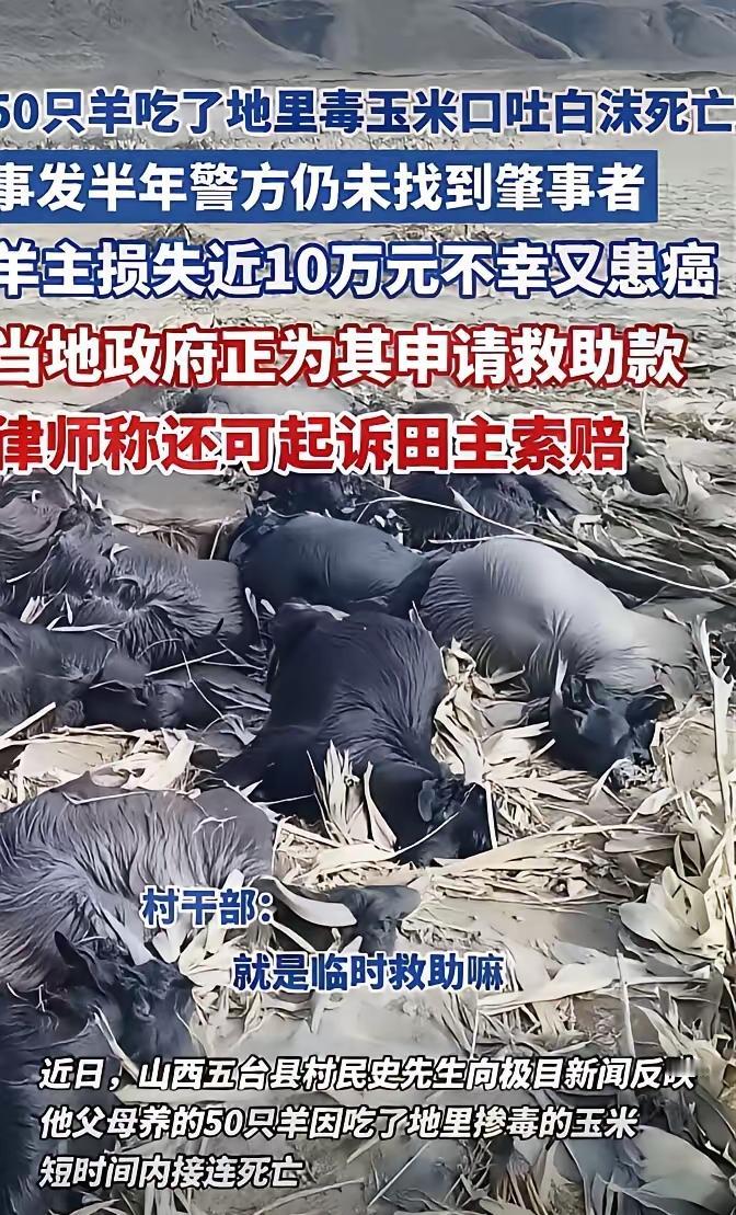 山西五台这事儿真的太让人破防了！老两口辛辛苦苦养的50只羊，结果因为误食了别人地