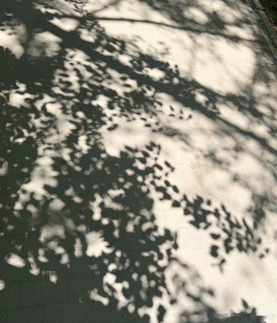 今年的秋虫，都没往年嘹亮连你们，也丧失了一颗热烈之心么 