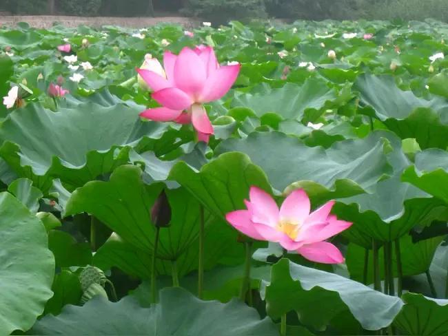 “浣溪沙·菡萏香销翠叶残”是南唐中主李璟所作。

全词为：

菡萏香销翠叶残，西