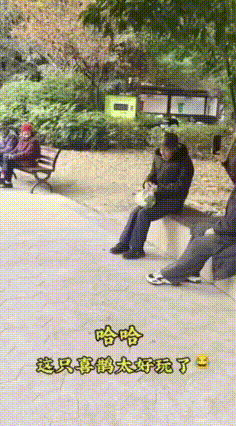 一位大爷坐在路边石板台子上，忽然飞来一只喜鹊，落在大爷头上。大爷拍打了好几次，才