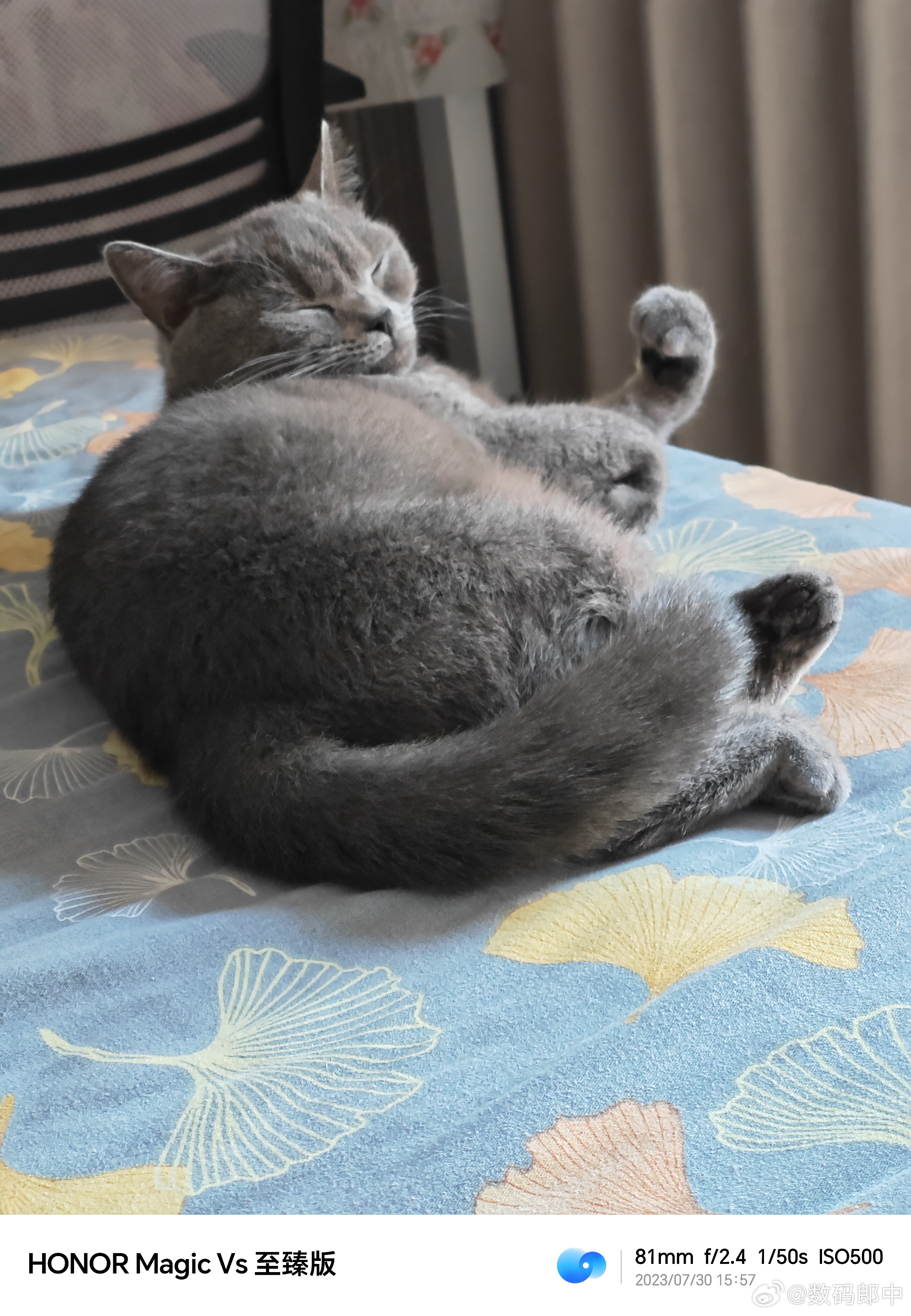 猫咪可能也有烦心事吧，睡觉的时候这小拳头握得[笑而不语] ​​​