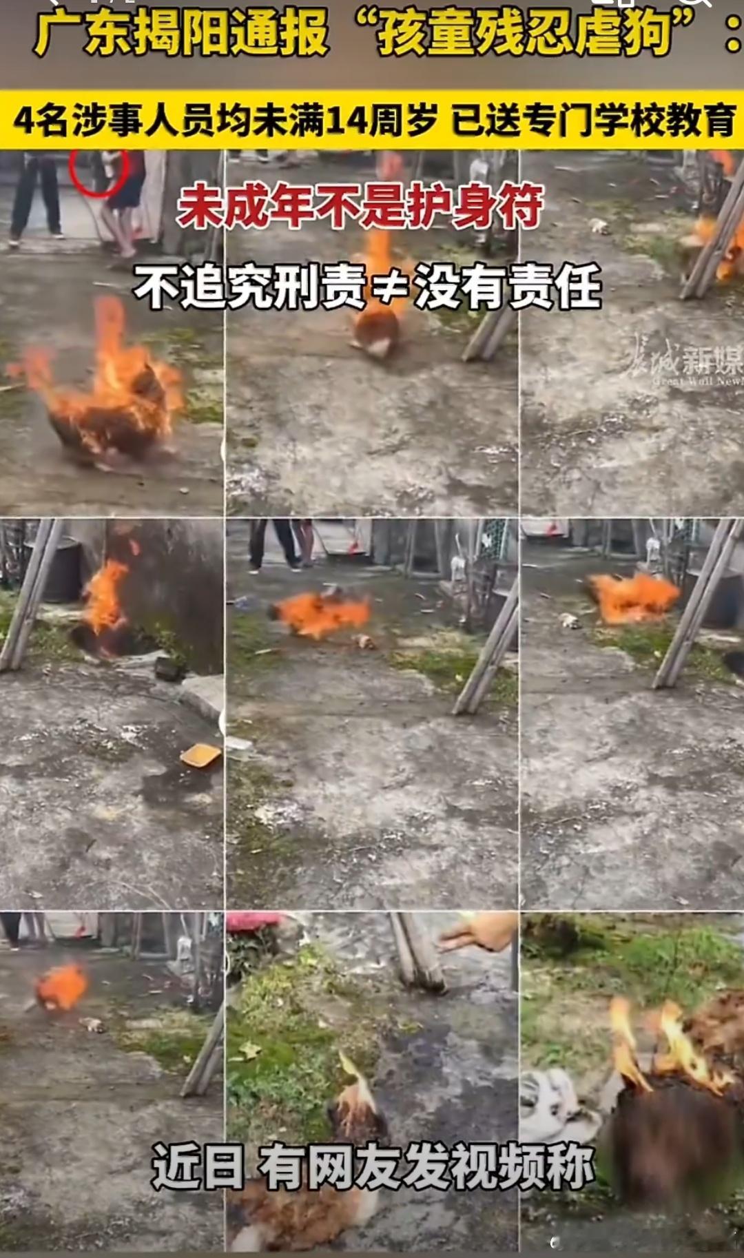 杜江发声视频屡遭下架揭阳几名未满十四岁未成年人残忍虐杀流浪狗一事激起广泛愤慨，杜
