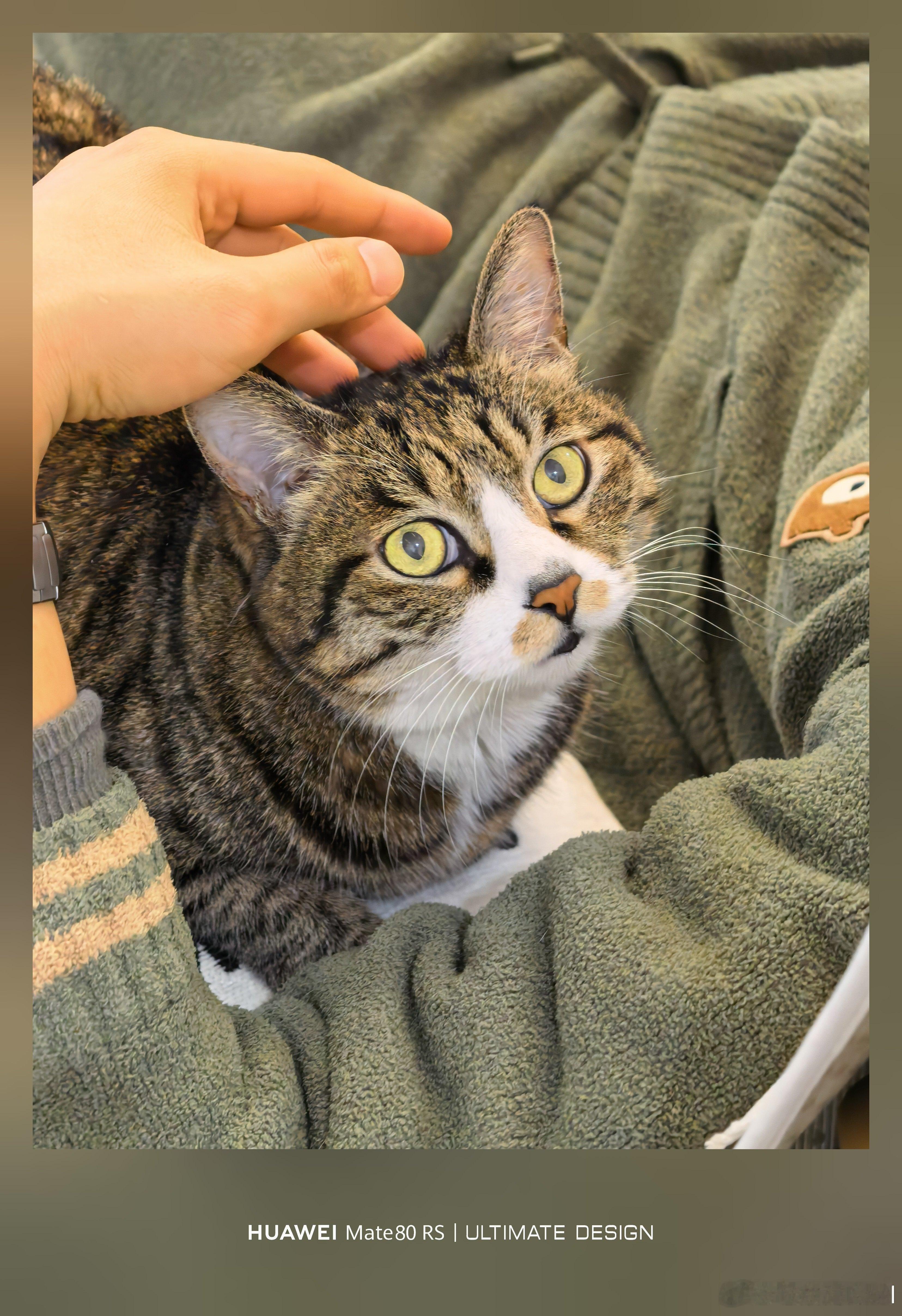 难得喵悟空凑跟前卖萌，这不得狠狠撸它一把！