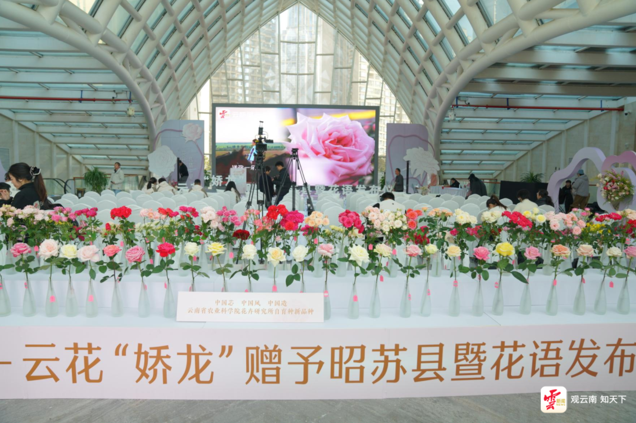 花开两地 传情千里丨跨越千里的“双向奔赴”