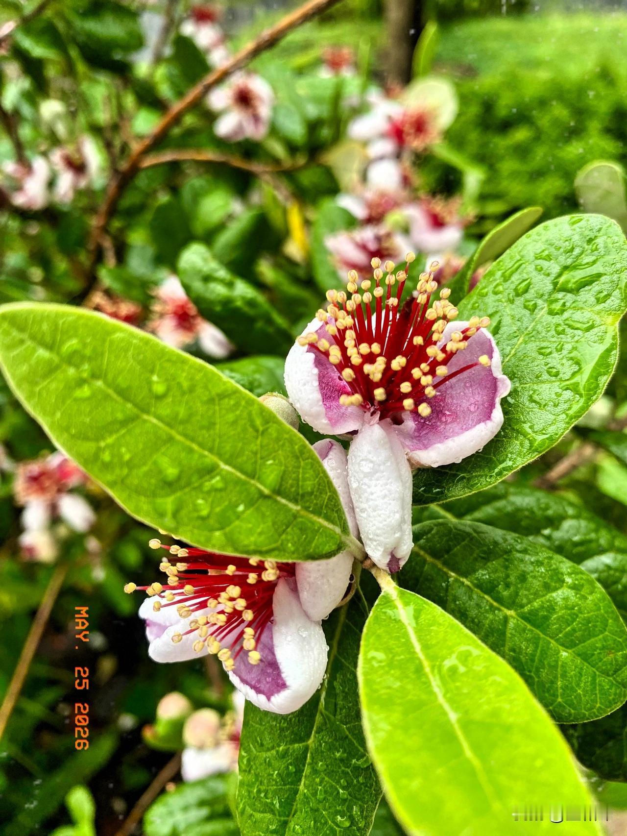 这是一种斐济果花树，不但花开得漂亮，而且果实成熟后可食用，果肉洁白多汁，口感独特