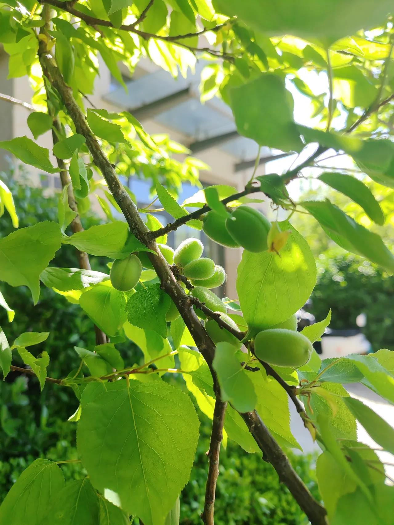 《夏之颂》  

在骄阳灼烧的琴弦上醒来  
我如一粒渴望炸裂的石榴籽  

于