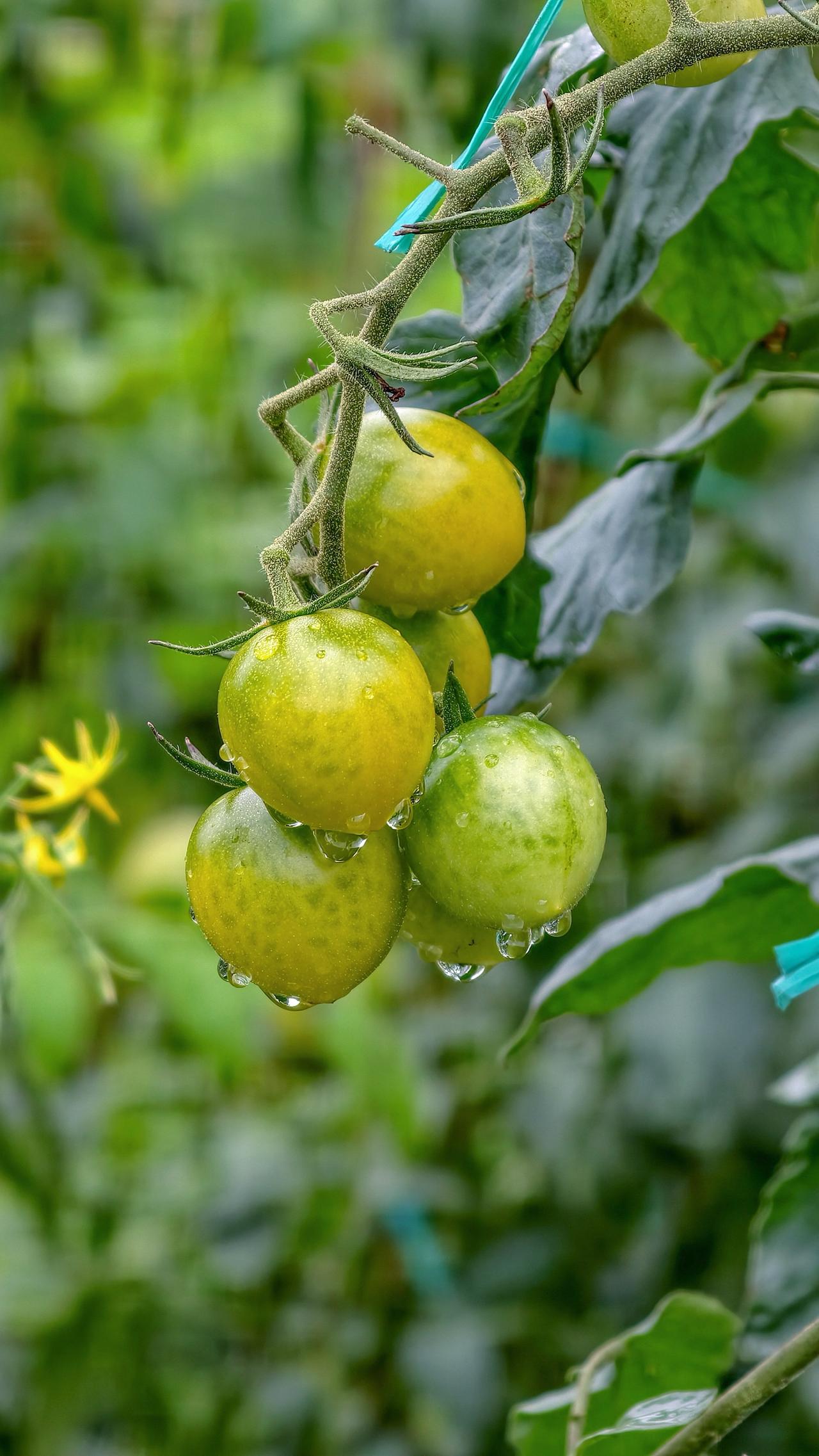 雨后乡间绿意盎然，治愈所有疲惫。