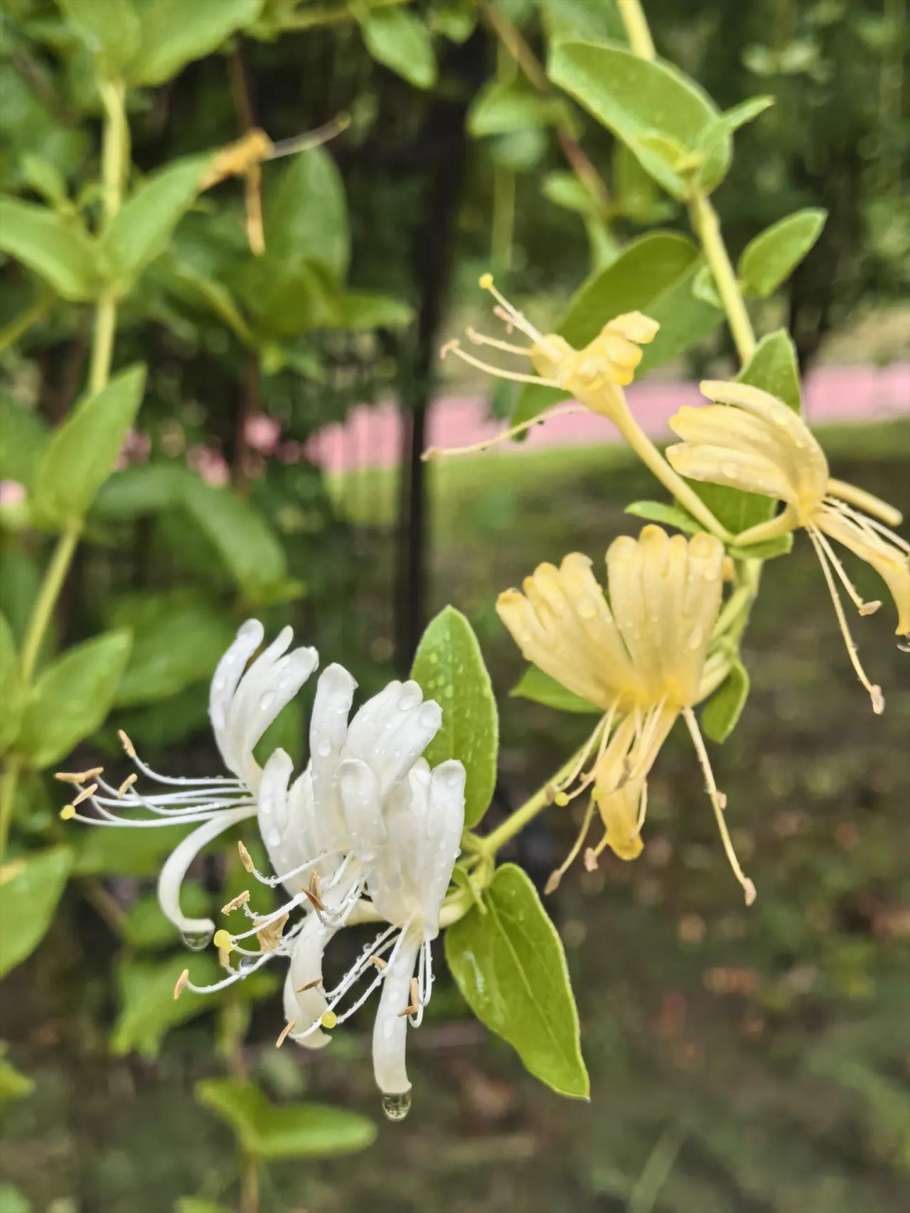 秋季的金银藤花
秋季的金银藤（金银花）确实会再次开花，不过相比春夏，秋花通常数量