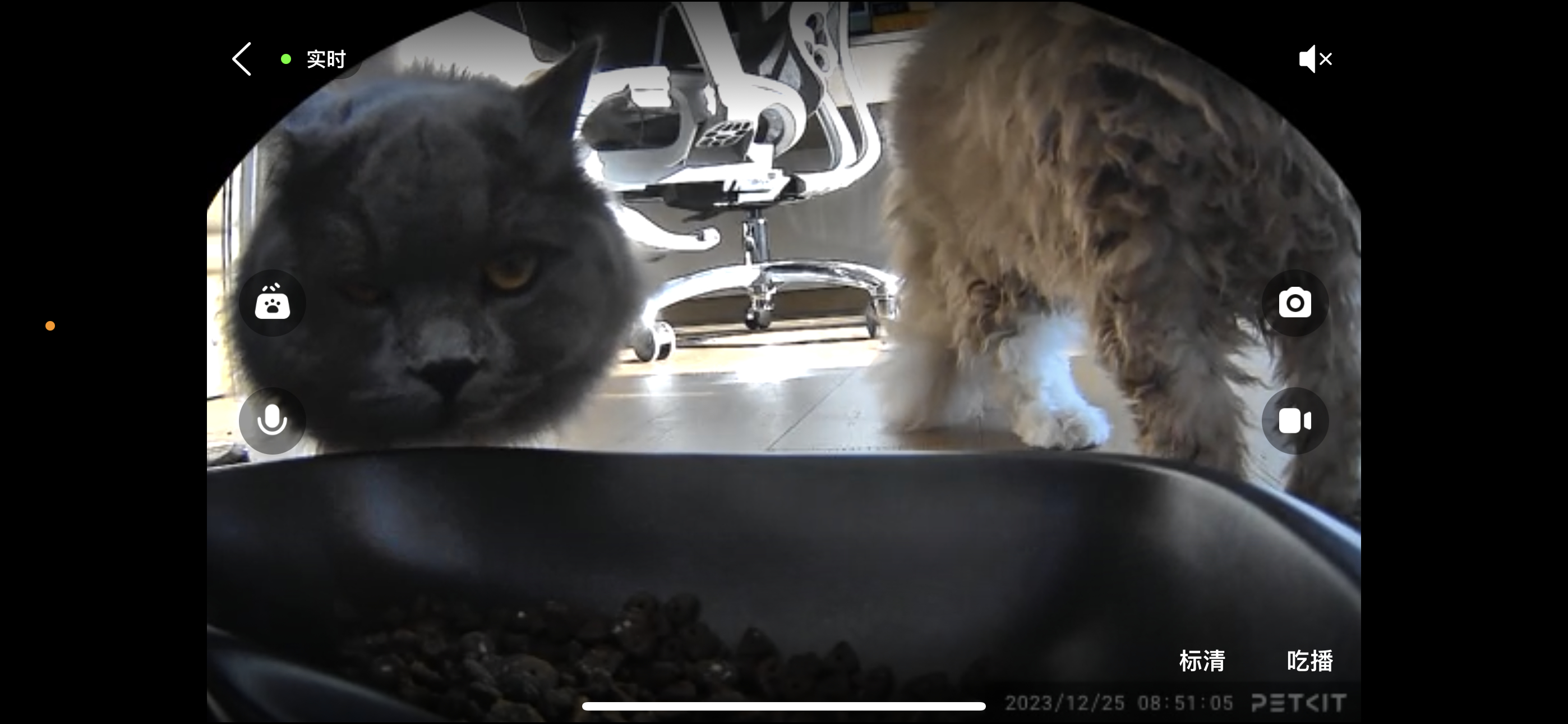 小佩这个猫粮机，直接记录下猫咪干饭的画面[嘻嘻] ​​​