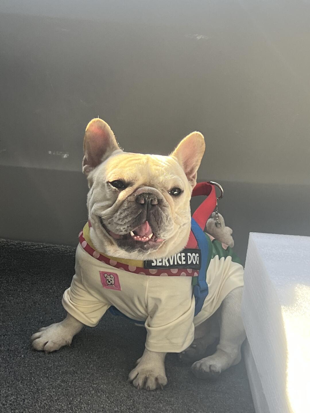 美国境内申请服务犬登机