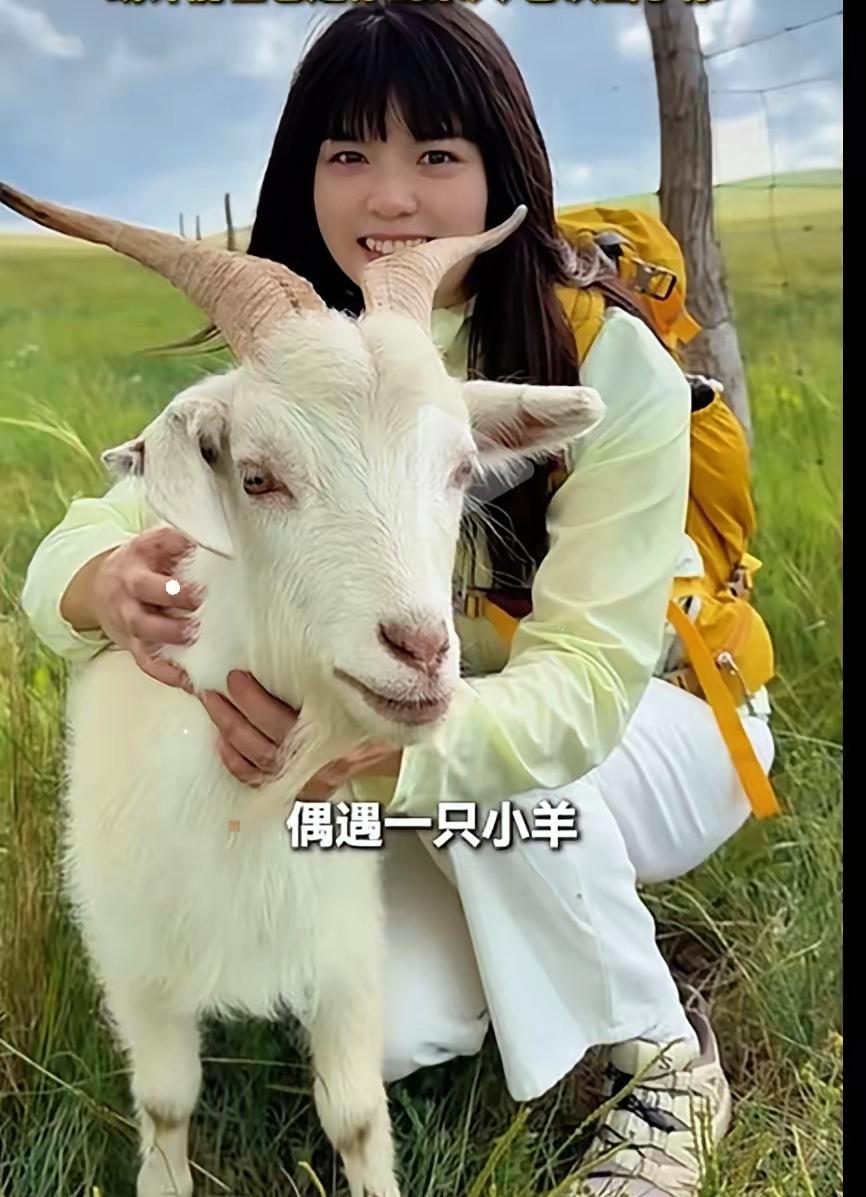 茫茫草原只认准她一人，小羊含泪追车不肯放手，姑娘千里回头带走它。
​近日内蒙古赤