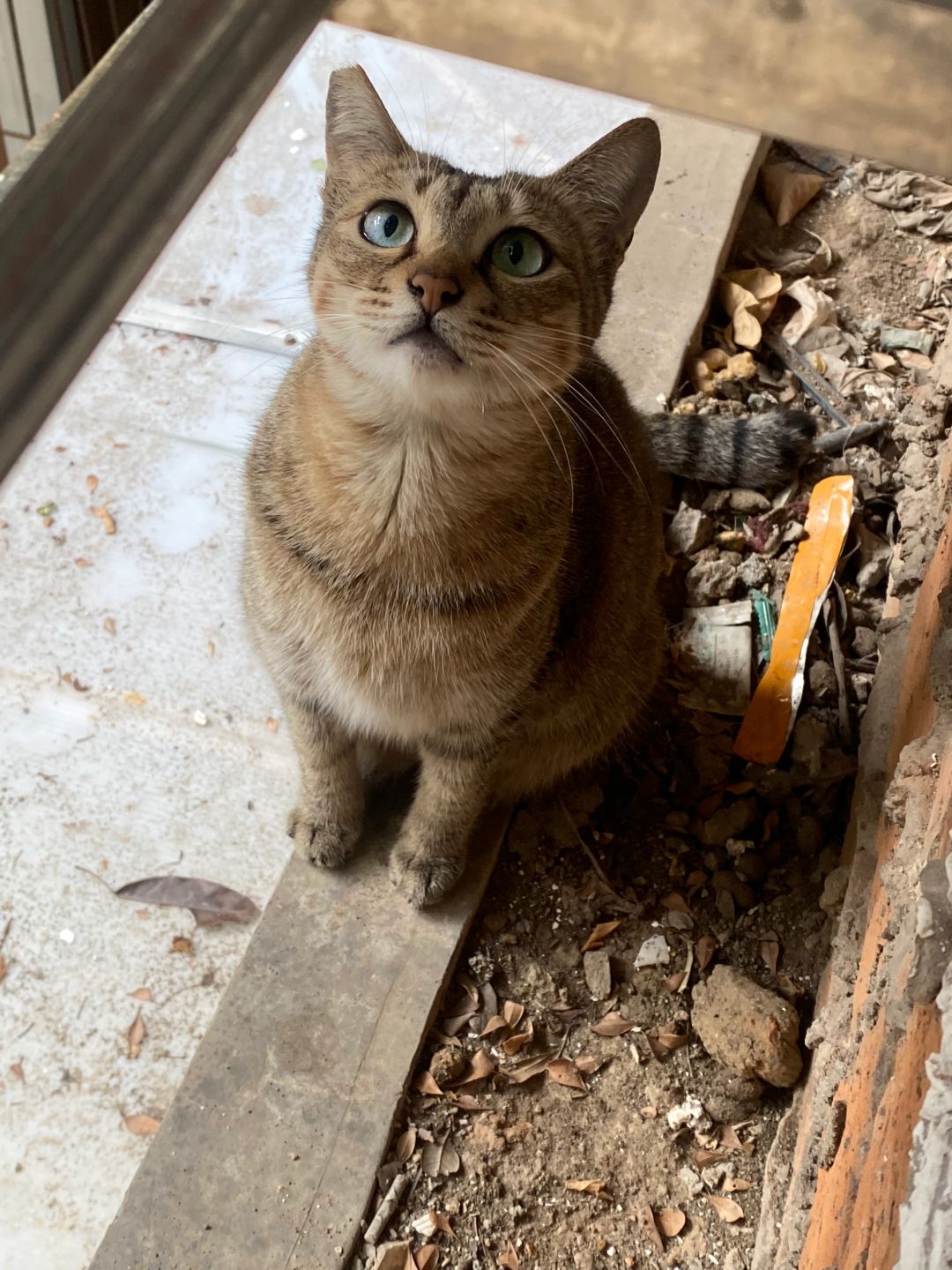 在家就能喂到流浪猫是钟什么体验👀