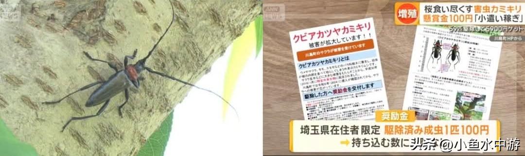 埼玉樱花遭遇虫害危机，当地推出捕虫悬赏，抓到一只奖励100日元，民众参与热情高涨