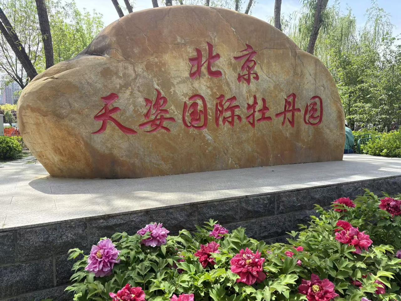 春日生活打卡季 春日里，天姿国际牡丹园简直是宝藏打卡地。走进园区，五彩斑斓的牡丹