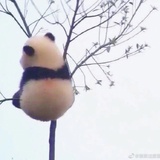 旺祥爱谈历史