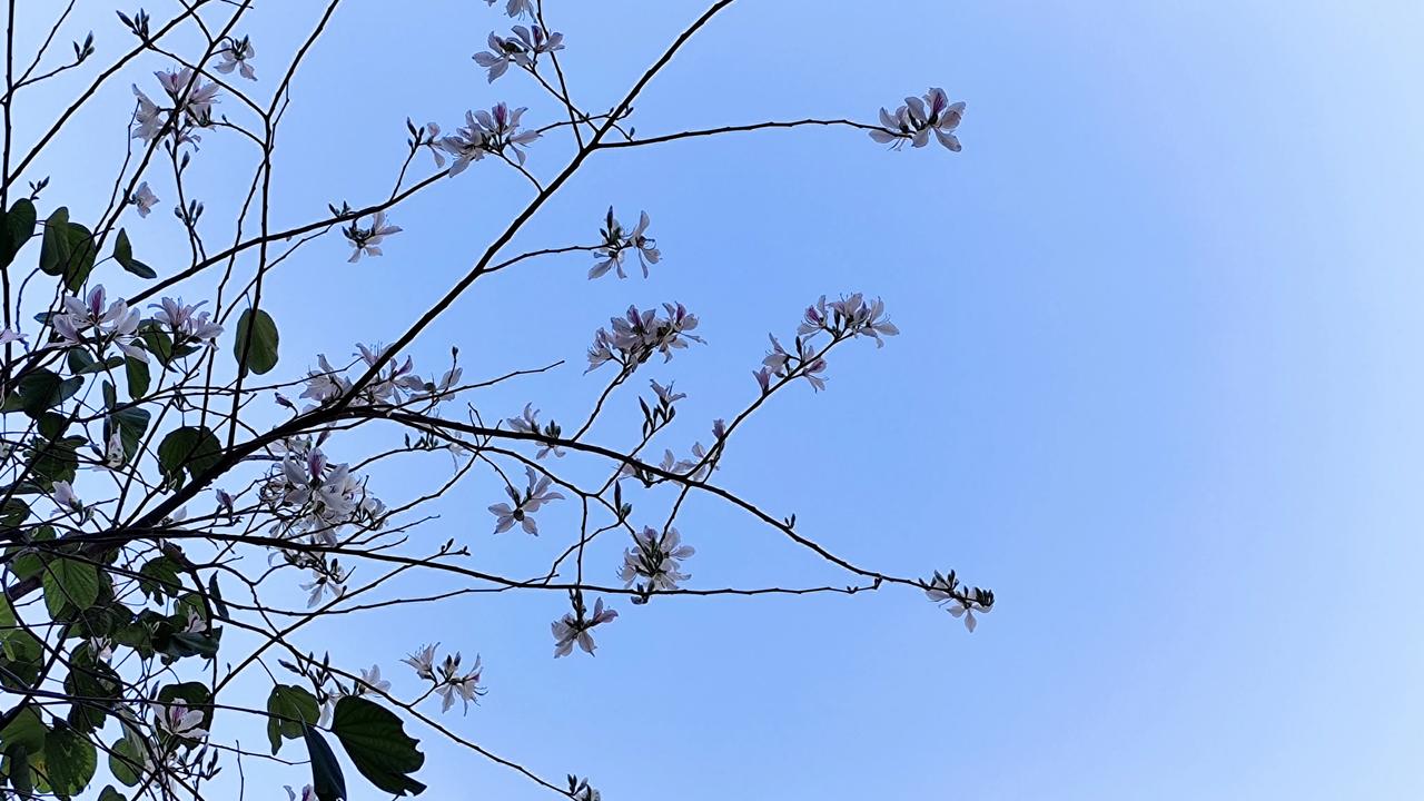 生活随拍自拍 晒生活点滴 漂亮的花花