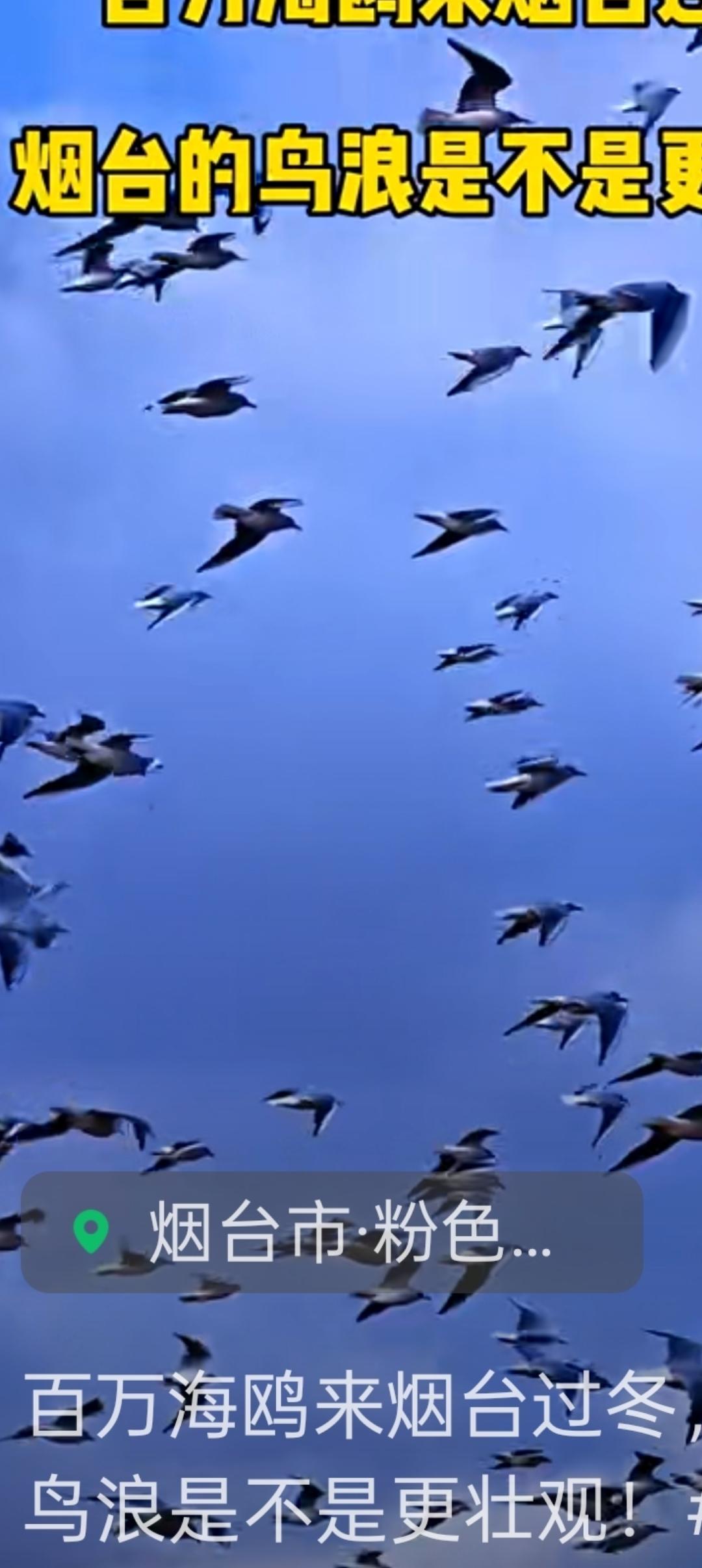 在门楼水库游览，游客看到宽阔的水面波光粼粼，漫天飞舞的海鸥，此起彼伏冲到水里捕鱼