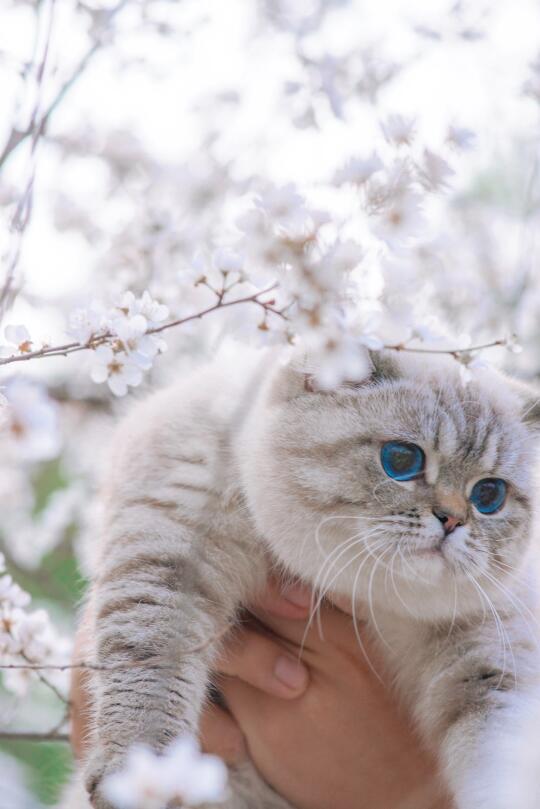 山猫英短|这是我拍的春天，看看你的