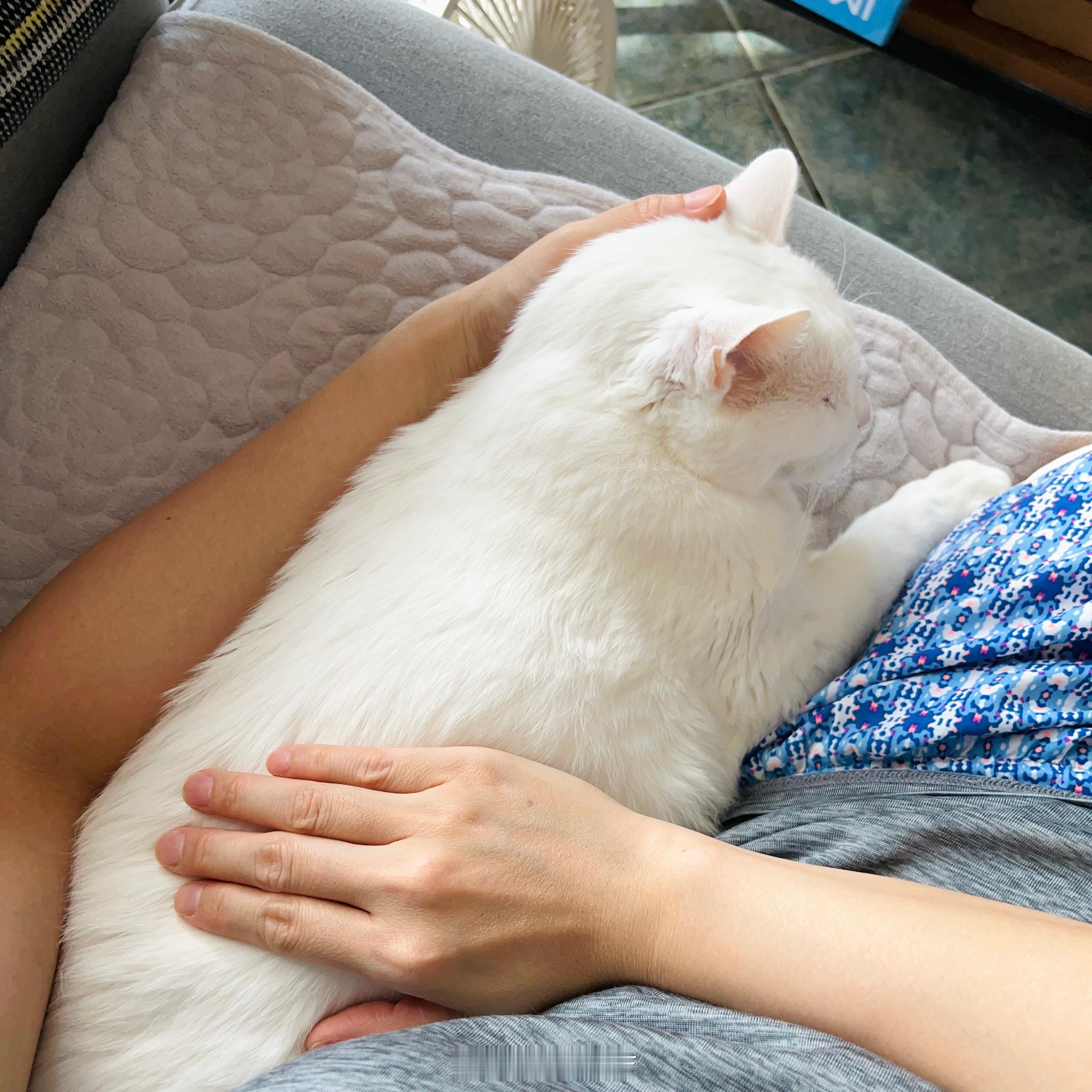 天涼了，大家保重身體🪴也願小貓小狗健康平安 ​​​