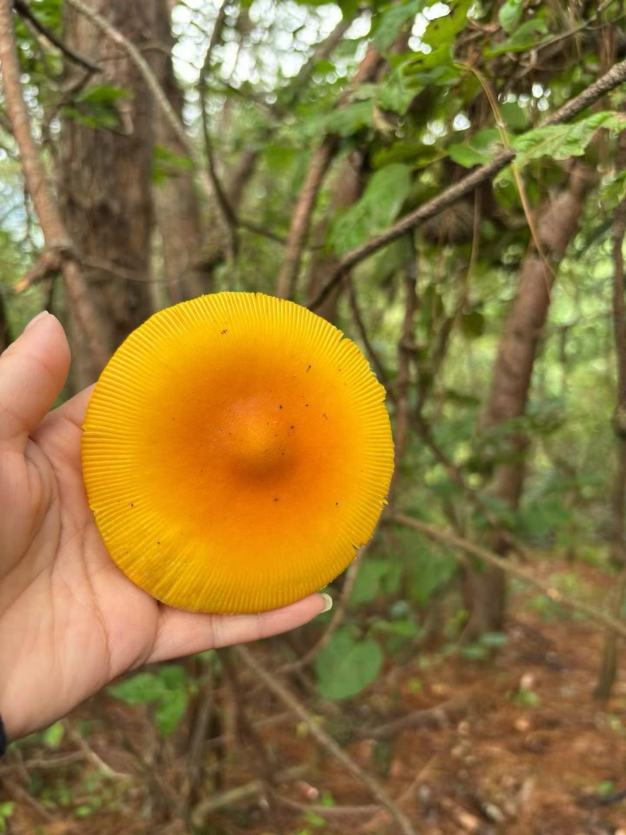 捡磨菇
请分享你在野外摘取过或喜爱的野菜