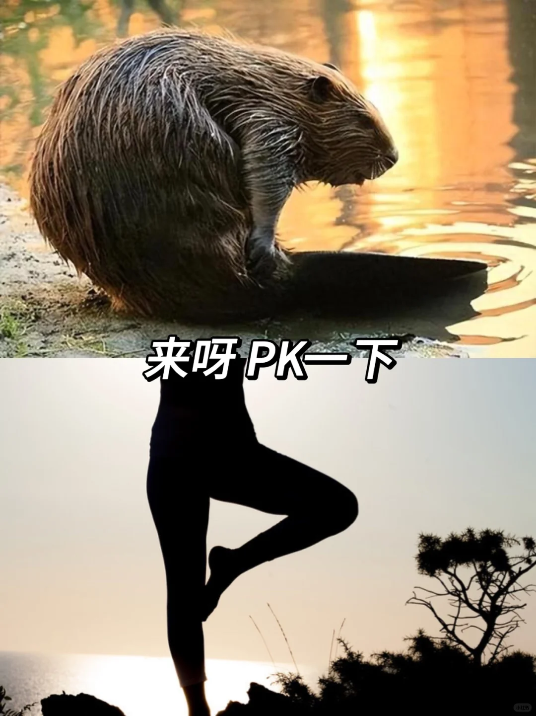 河狸的瑜伽时光：自然界的柔术大师！