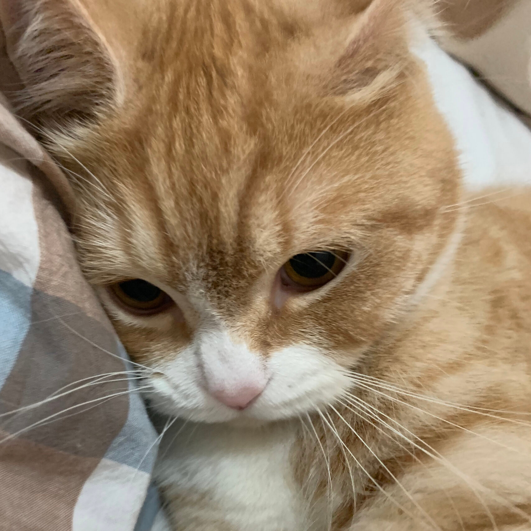 委屈小猫 ​​​