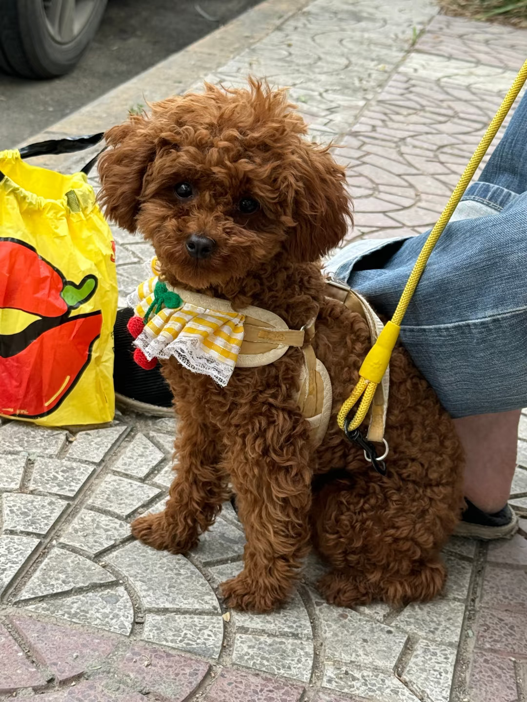 小棕狗狗