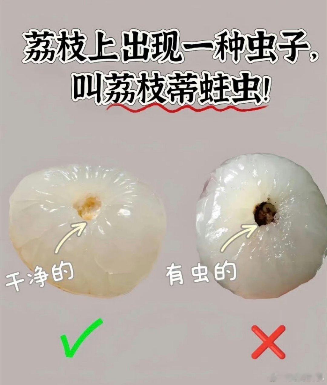 荔枝蒂 虫子好像很少能看到没有荔枝蒂蛀虫的[二哈]所以现在无核荔枝火起来了[do