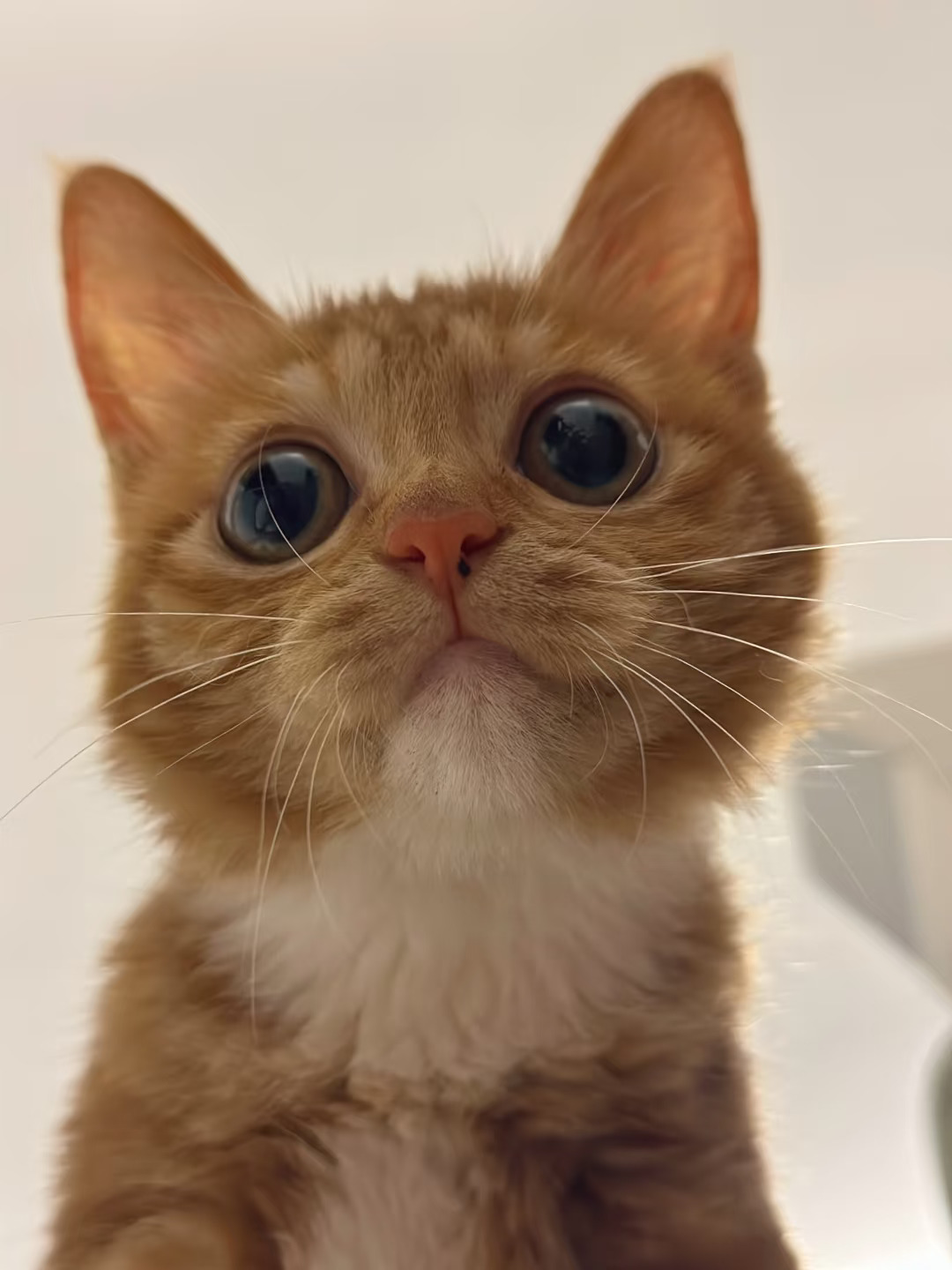 猫猫的院子被拆迁（一审结束了）