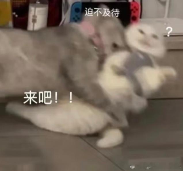 还是你们dxp好～😚 ​​​