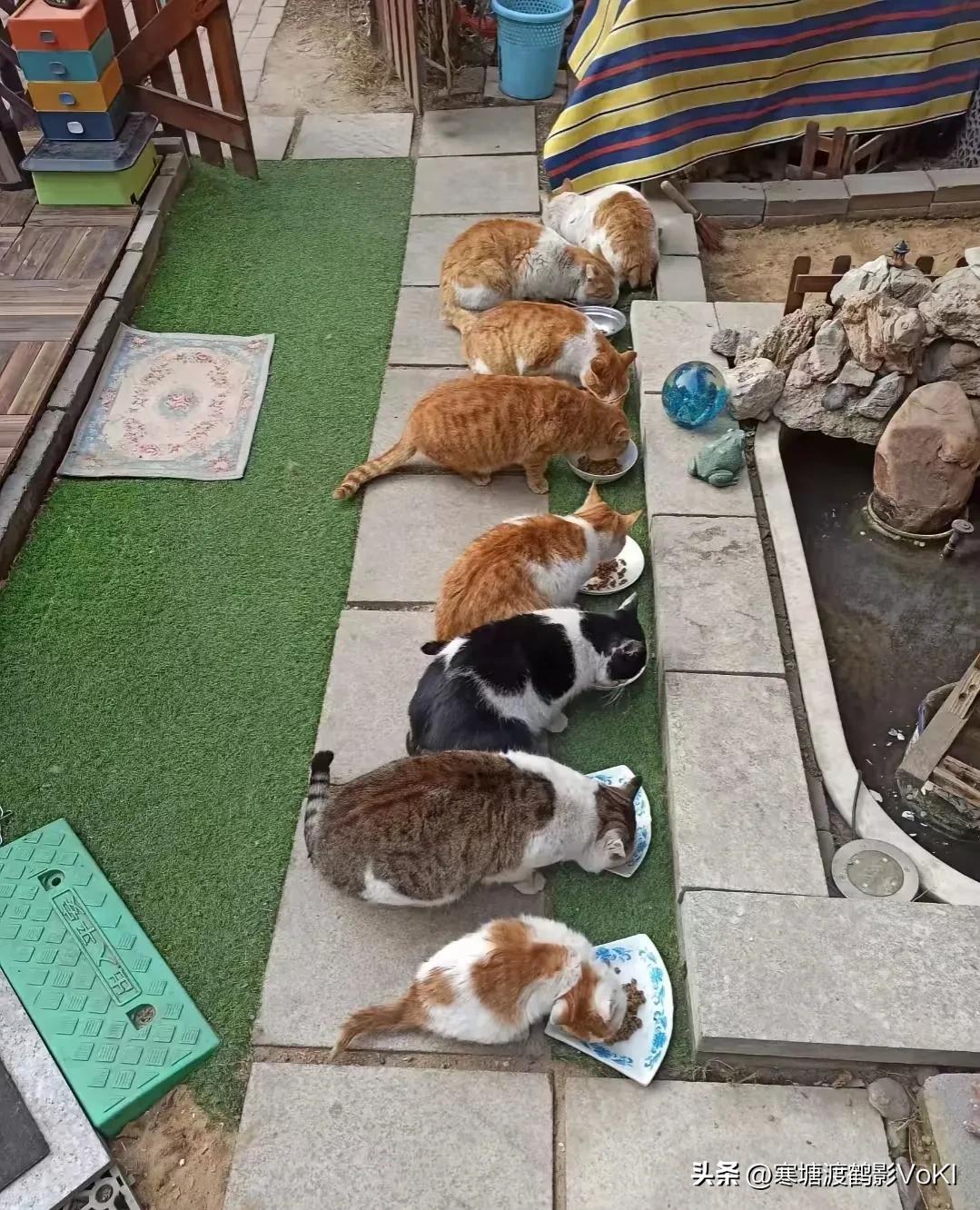 我喂流浪猫12年了，期间带去宠物医院救治过12只生病的流浪猫，埋葬过意外死亡的7