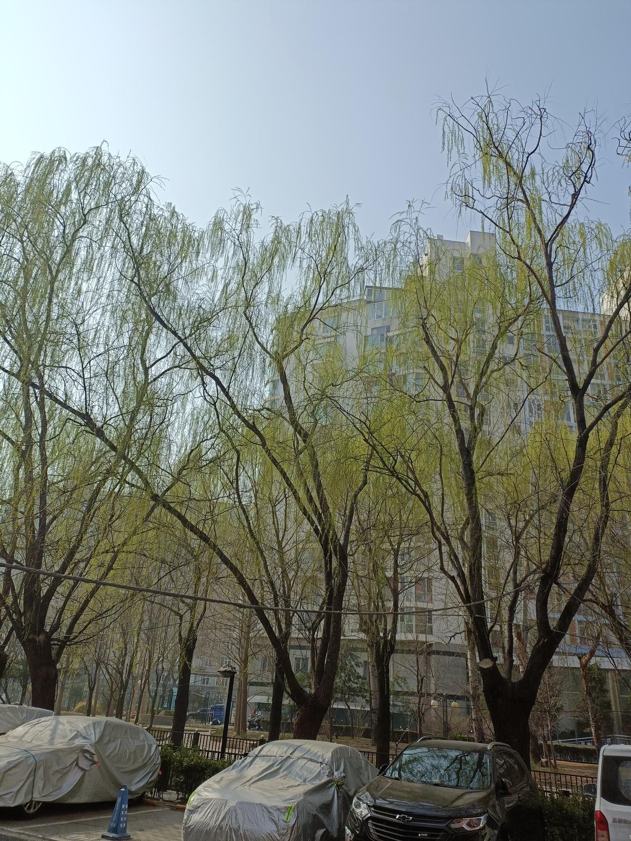 晒图笔记大赛绿意盎然，绿色植物很有春天气息