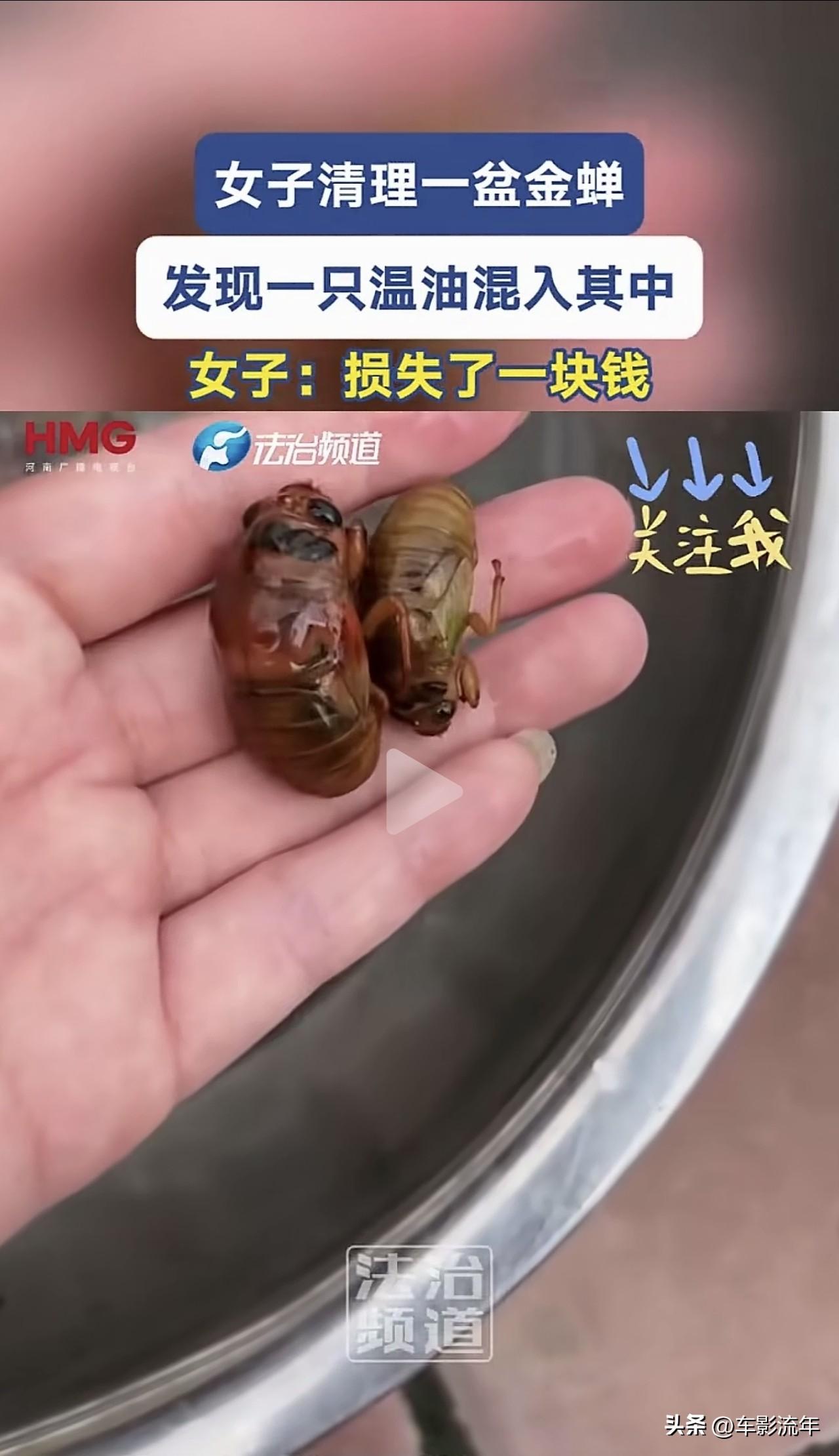 第一次听说，温油，跟我们小时候吃的知了猴，爬叉，不是一个东西，那以前吃的，到底是