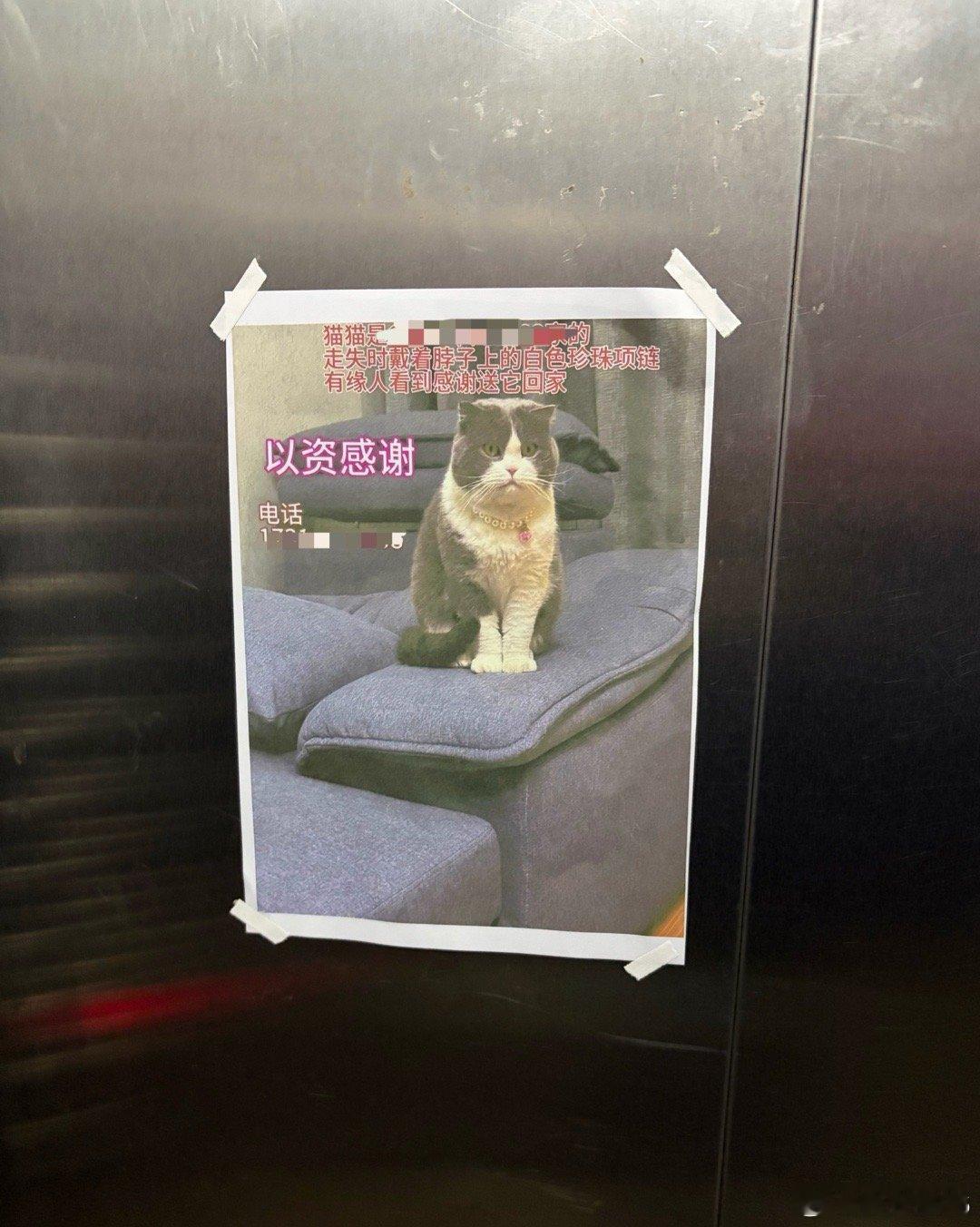 邻居的猫丢了。之前在小区跑步就遇到过宠物猫，那种猫一看就知道是别人养的，人一站立