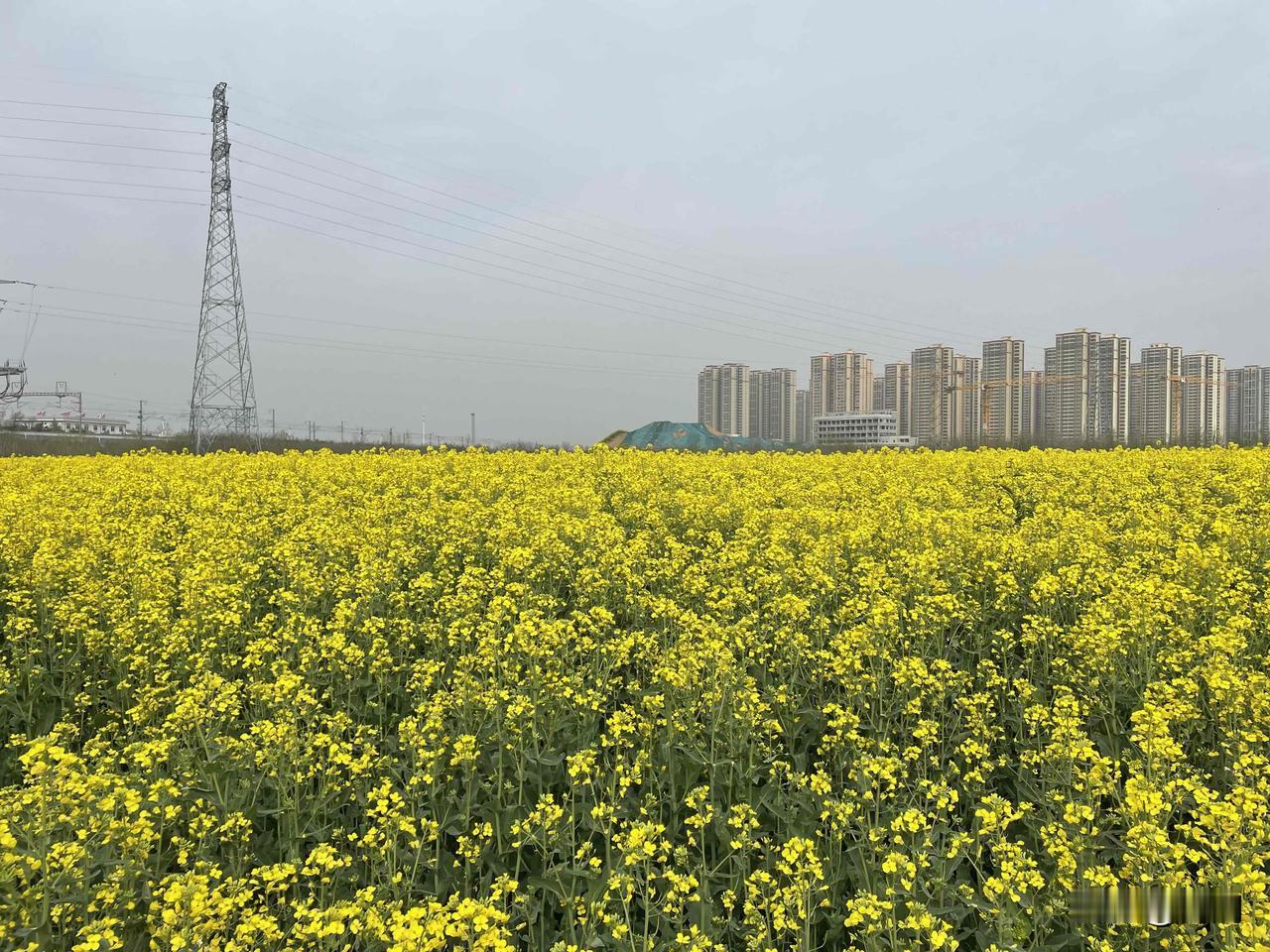 【七律•桃花落尽菜花黄】
桃花落尽菜花黄，田野春深换新妆。
岸柳轻飘飞絮雪，梧桐