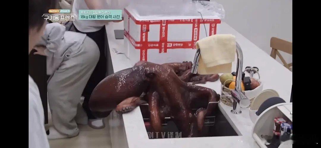 张根硕买了一只36斤的活体章鱼 