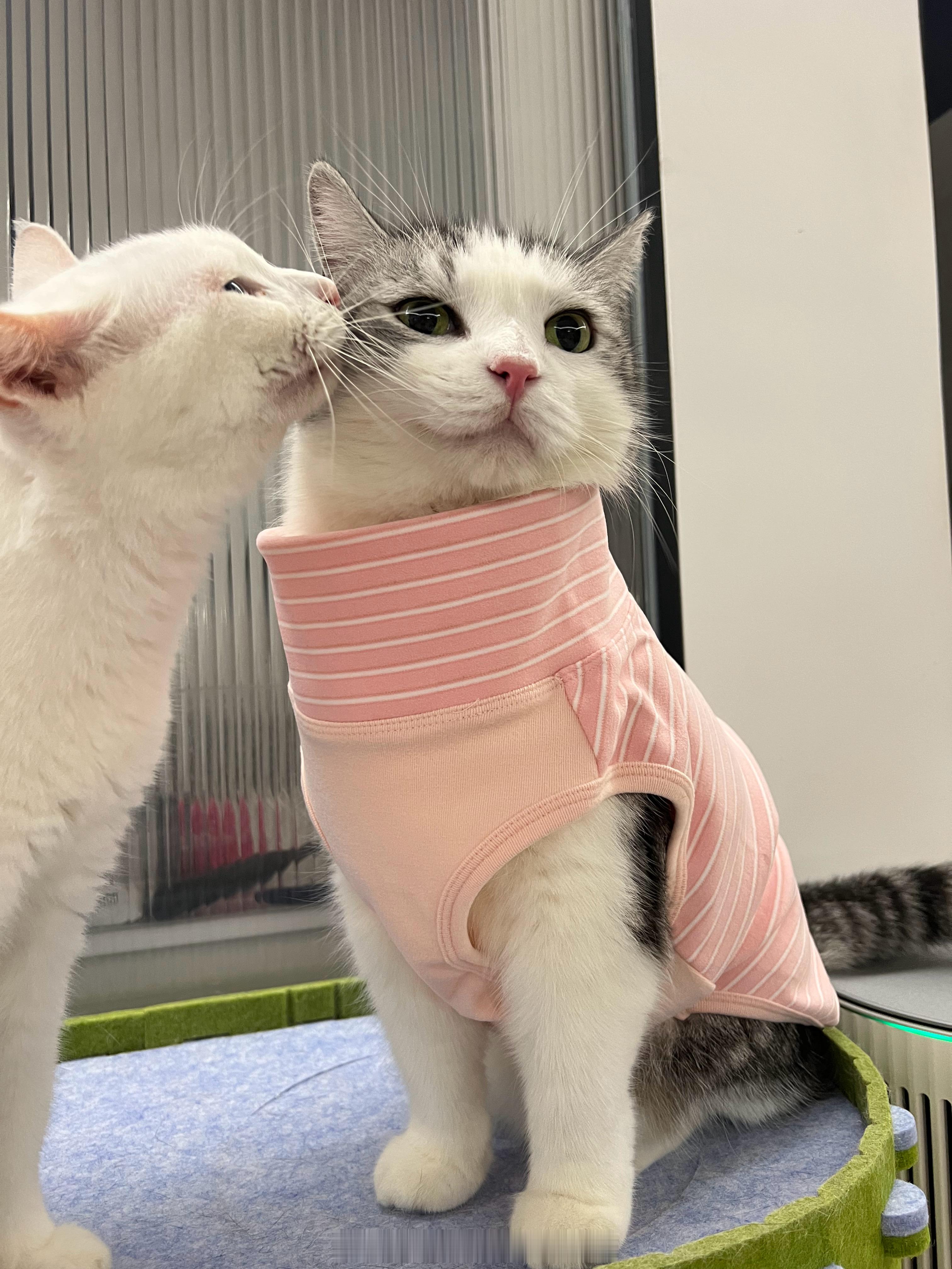 狗的衣服穿在猫身上好好笑，因为狗有一个长脖子，所以在猫身上就变成高领[笑cry]